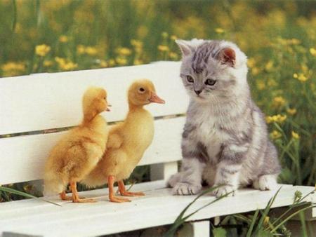 Le chat et le canard