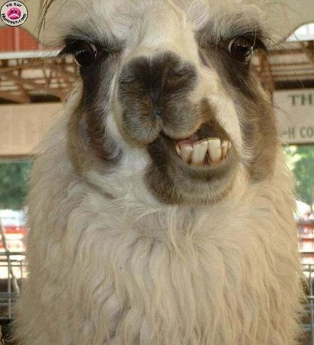 Le sourire de lama
